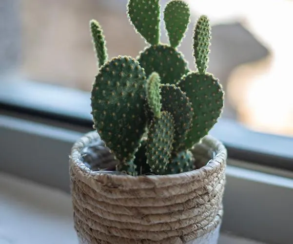 Fragoseco Dream Accommodation! * Emporeiós